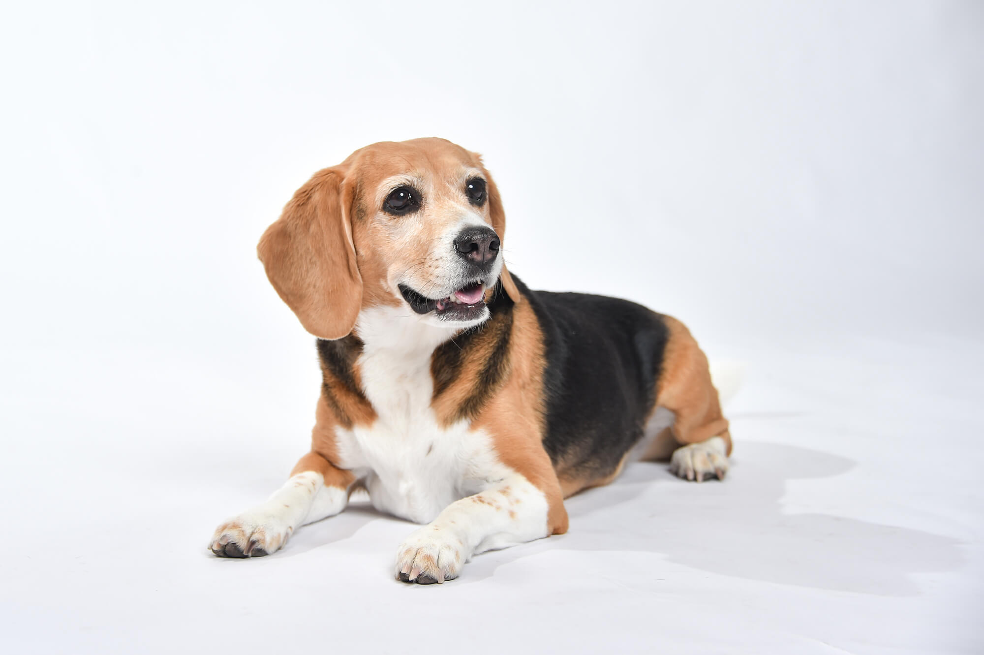 ビーグルはどんな犬種？